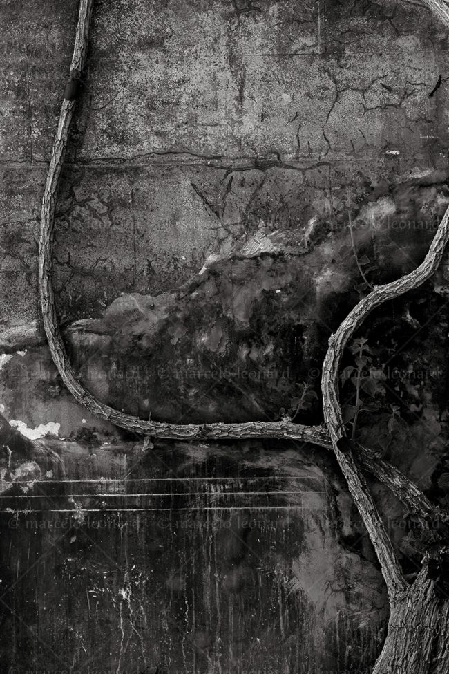 bs04 photography conceptual surrealism darkmood oneiric black and white dreamlike decay wall root marcelo leonard