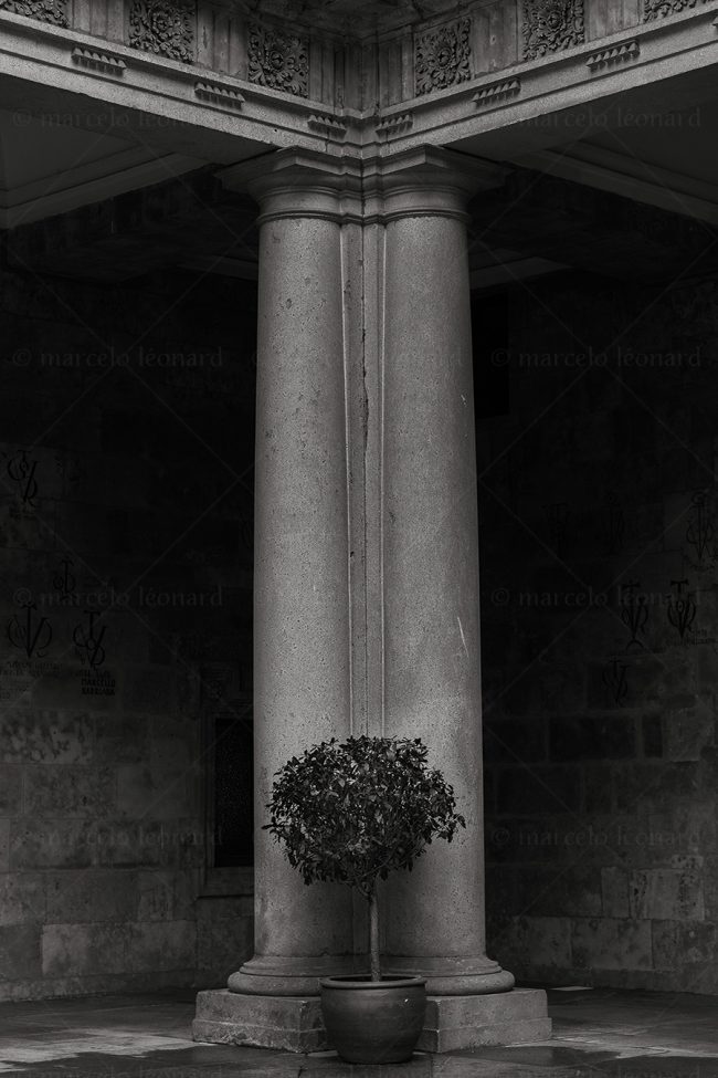 bs10 photography conceptual surrealism darkmood oneiric black and white dreamlike column plant marcelo leonard