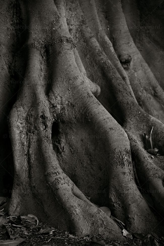 bs13 photography conceptual surrealism darkmood oneiric black and white dreamlike root marcelo leonard