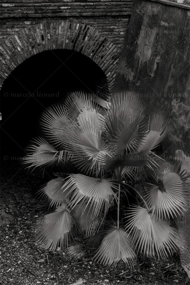 bs15 photography conceptual surrealism darkmood oneiric black and white dreamlike bridge palm tree marcelo