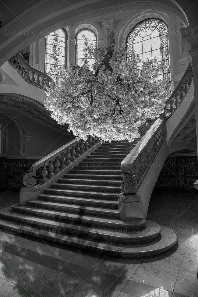 noy06 photography conceptual surrealism darkmood oneiric black and white dreamlike stairs tree marcelo leonard
