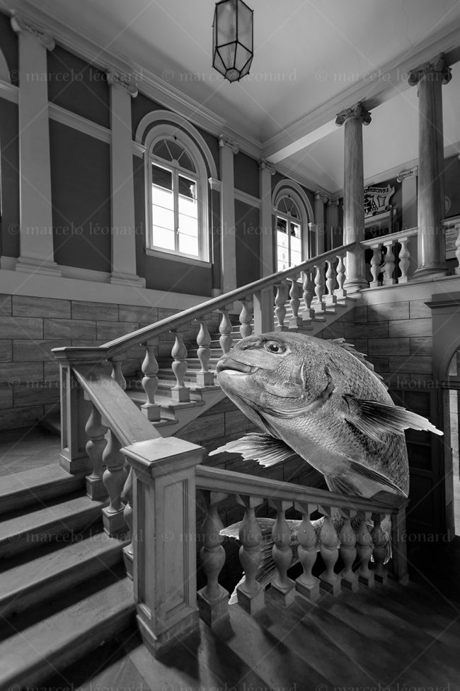 noy09 photography conceptual surrealism darkmood oneiric black and white dreamlike stairs fish marcelo leonard