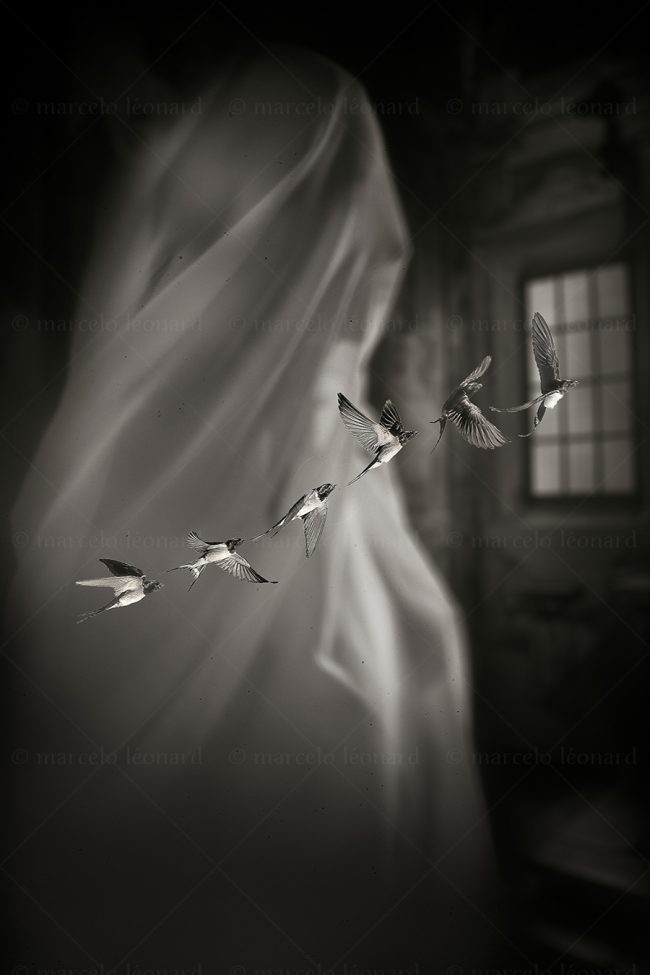 os09 photography conceptual surrealism darkmood oneiric black and white dreamlike bird veil woman window marcelo leonard