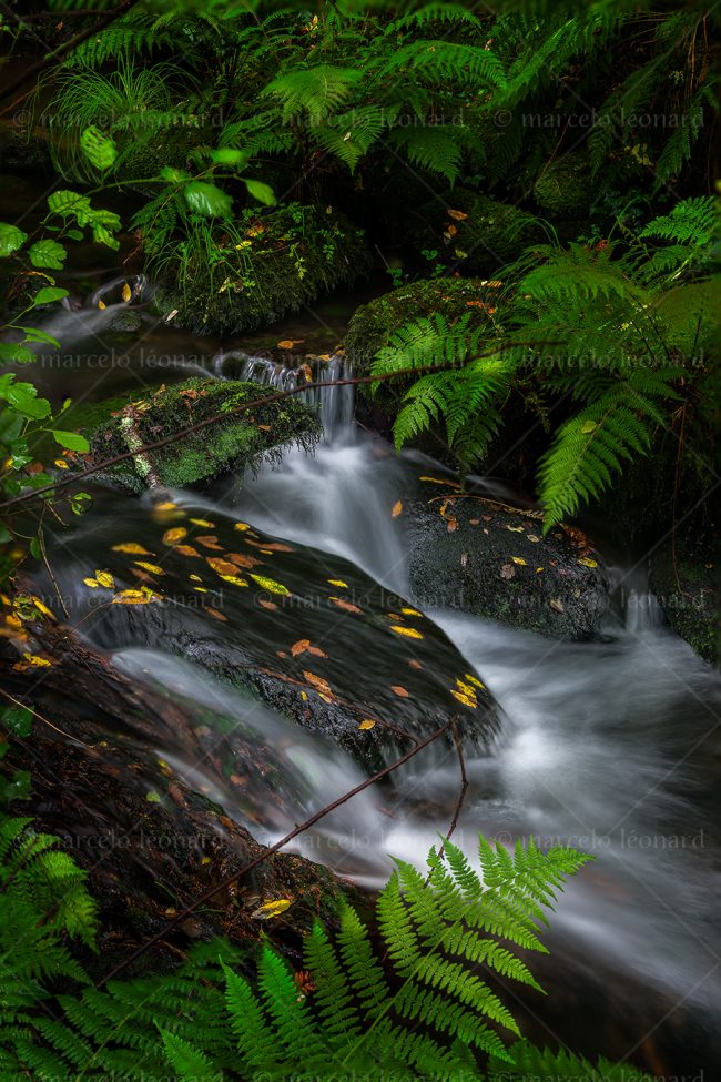 cr 06 waterfall creek fern long exposure fern river mindfulness marcelo leonard
