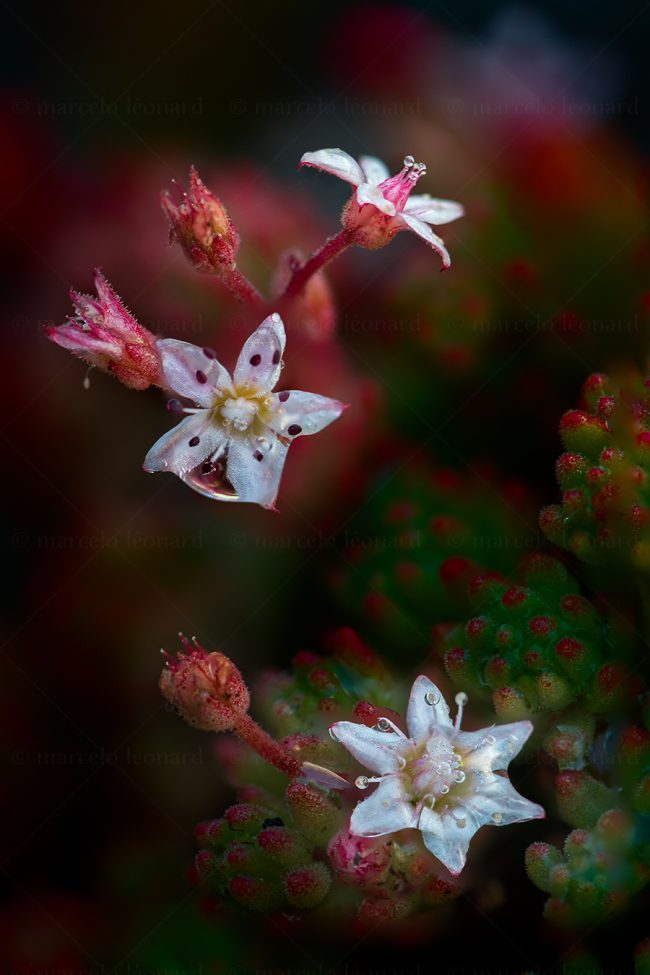 01 plant nature wild flower macrophotography marcelo leonard