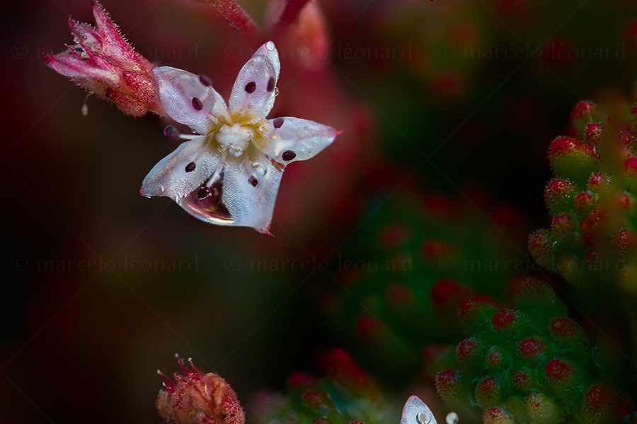 01 plant nature wild flower macrophotography marcelo leonard