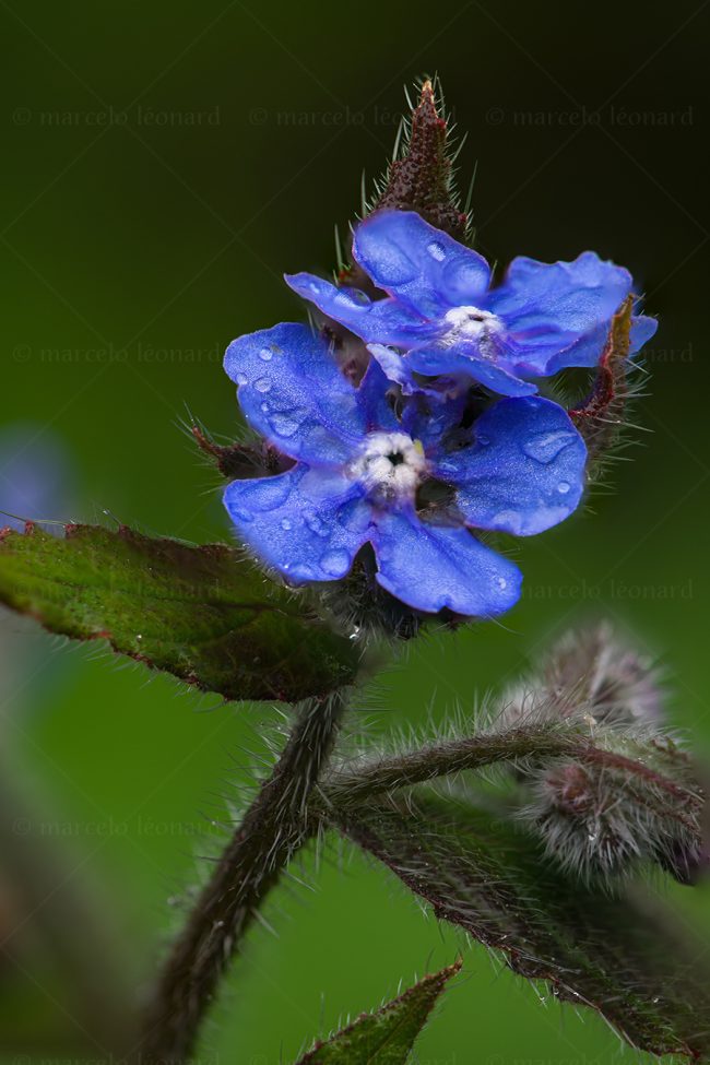 02 plant nature wild flower macrophotography marcelo leonard