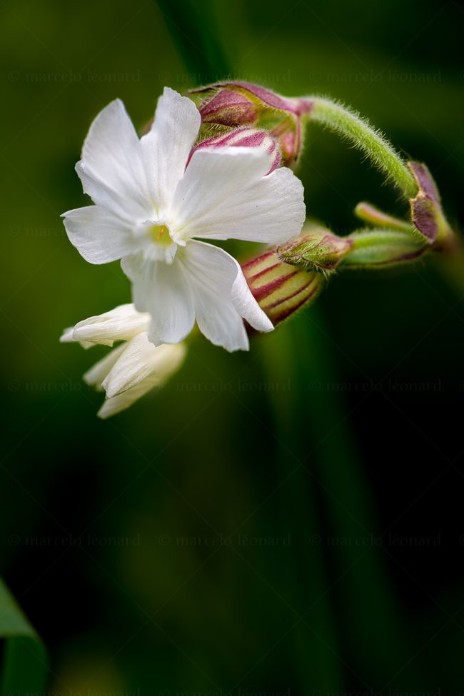 03 plant nature wild flower macrophotography marcelo leonard