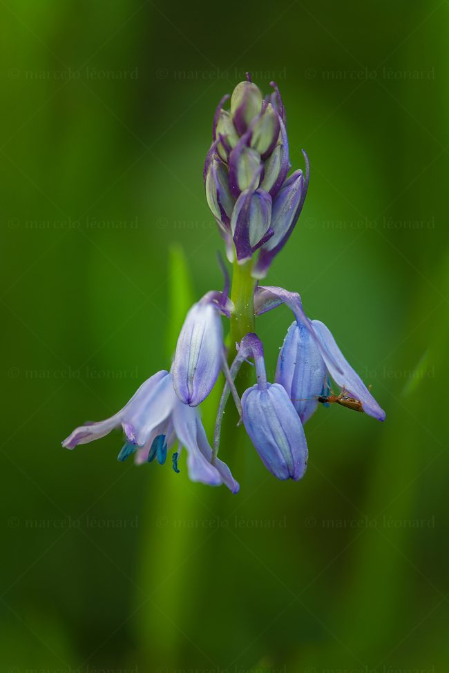04plant nature wild flower macrophotography marcelo leonard