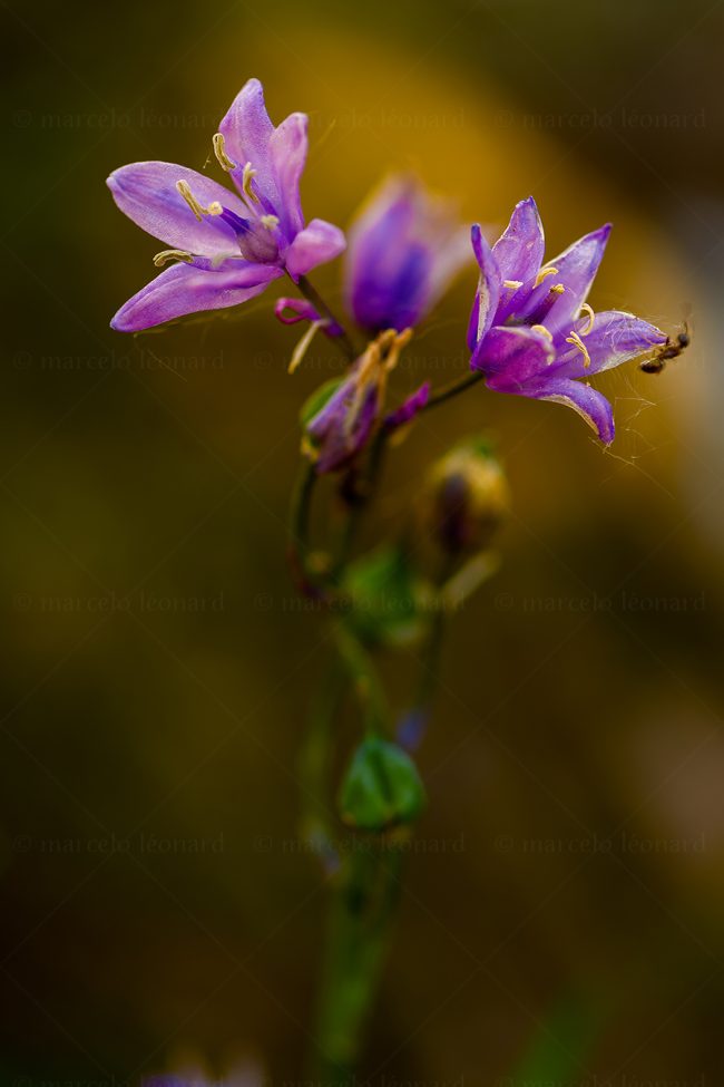 05 plant nature wild flower macrophotography marcelo leonard