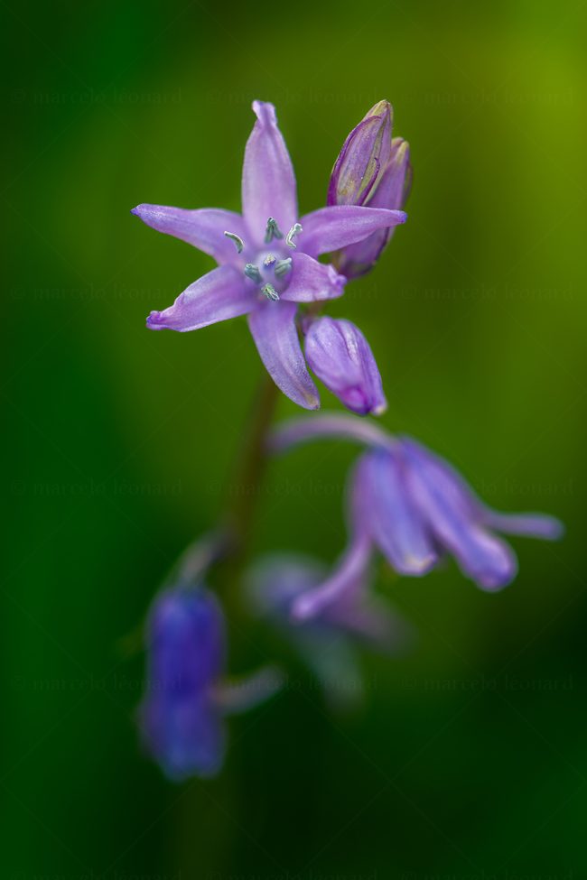 06 plant nature wild flower macrophotography marcelo leonard