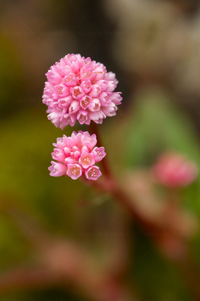 07 plant nature wild flower macrophotography marcelo leonard