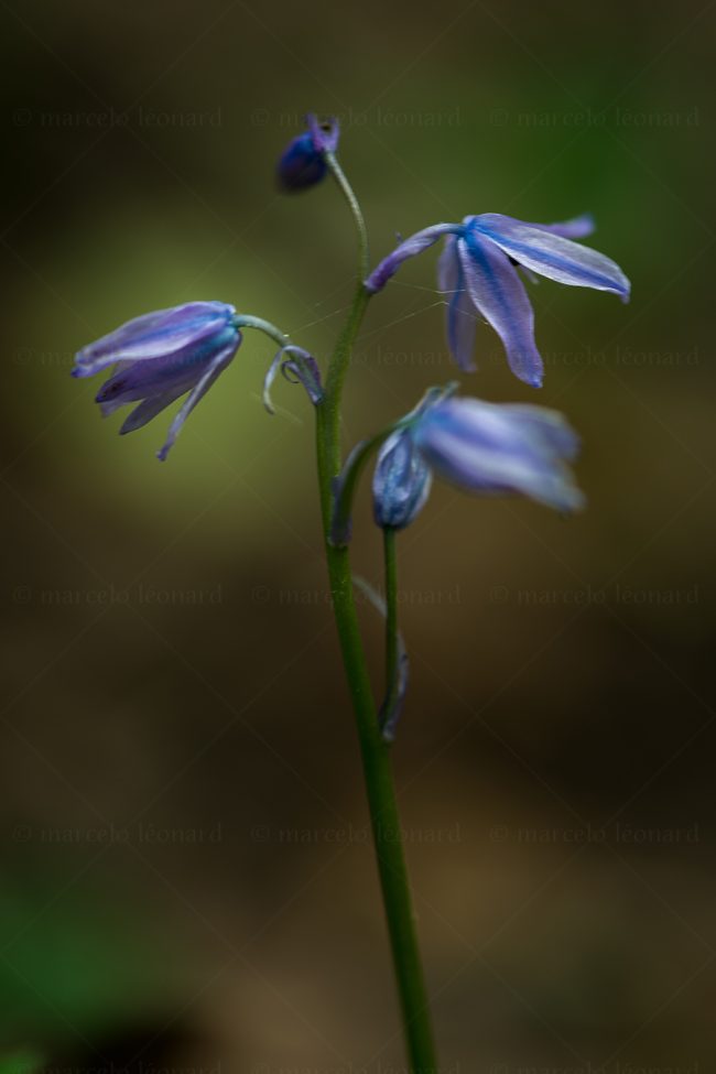 08 plant nature wild flower macrophotography marcelo leonard