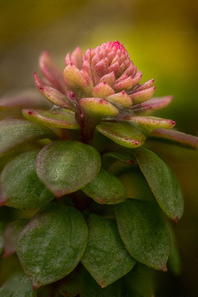 09 plant nature wild flower macrophotography marcelo leonard
