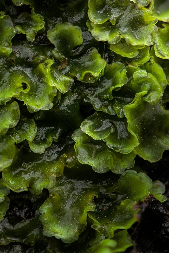 10 plant nature moss macrophotography marcelo leonard