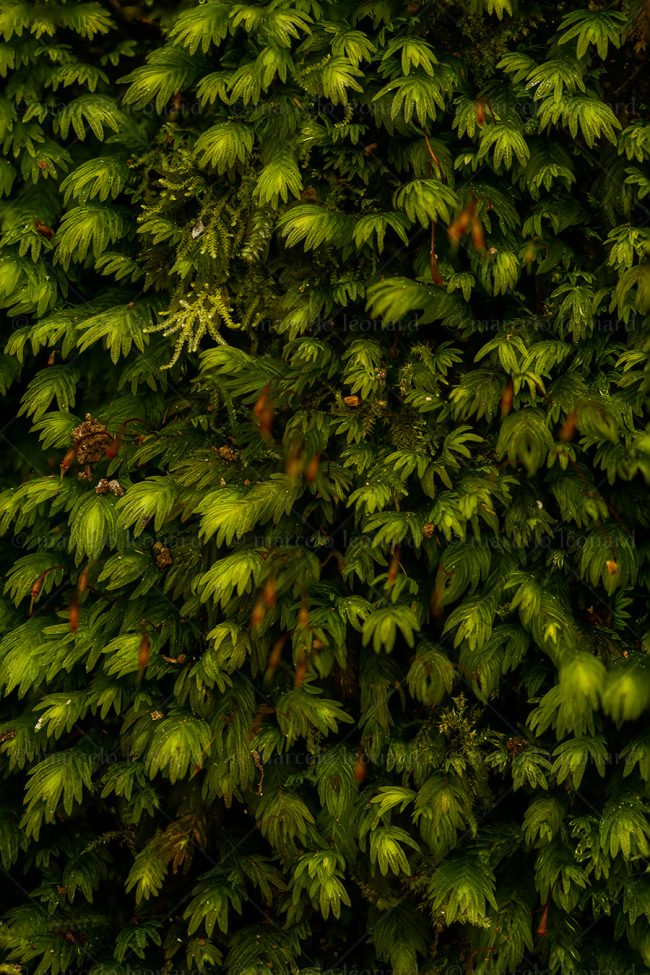 11 plant nature moss macrophotography marcelo leonard