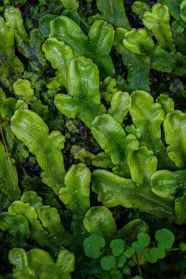12 plant nature moss macrophotography marcelo leonard