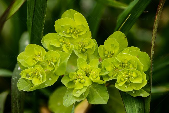 13 plant nature wild flower macrophotography marcelo leonard