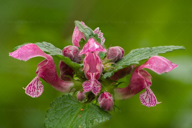15 plant nature wild flower macrophotography marcelo leonard