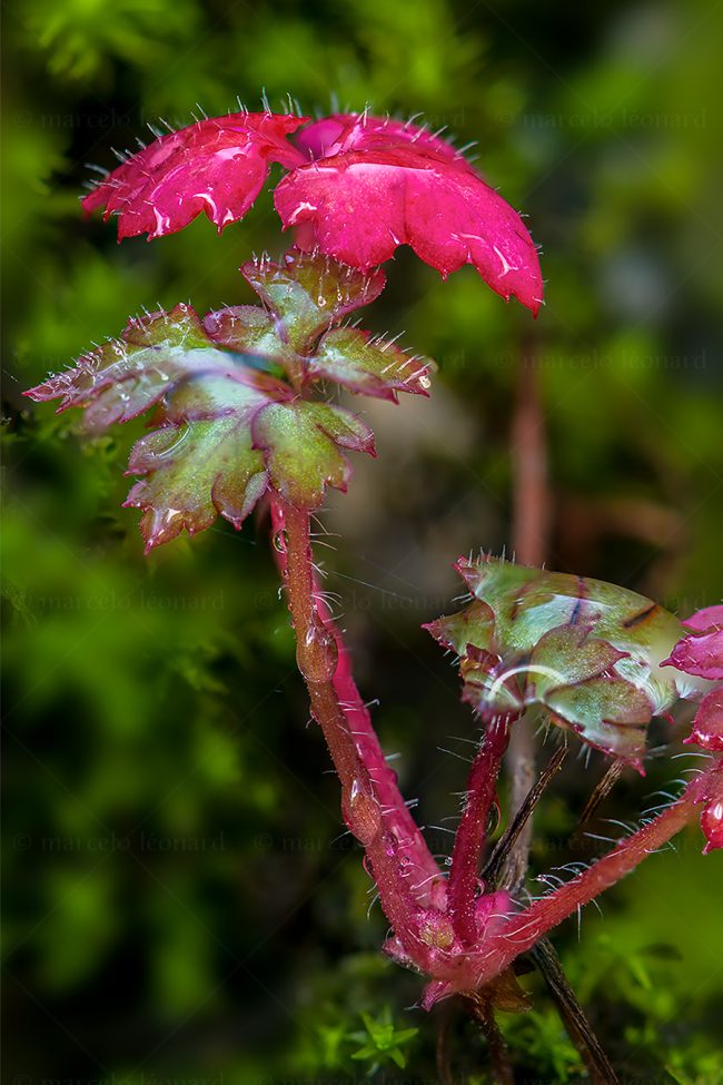 16 plant nature wild flower macrophotography marcelo leonard