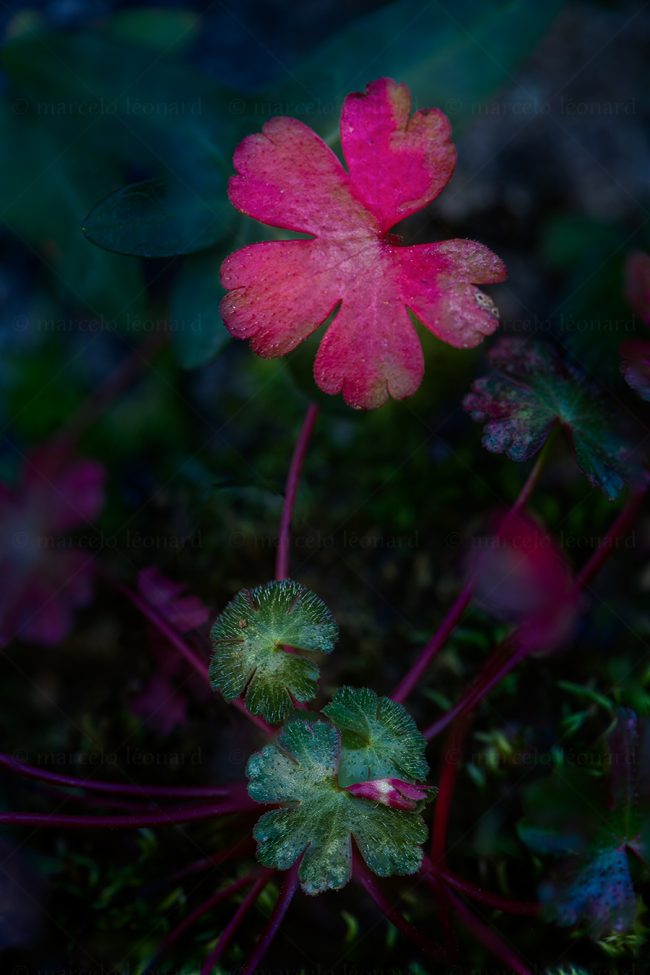 17 plant nature wild flower macrophotography marcelo leonard