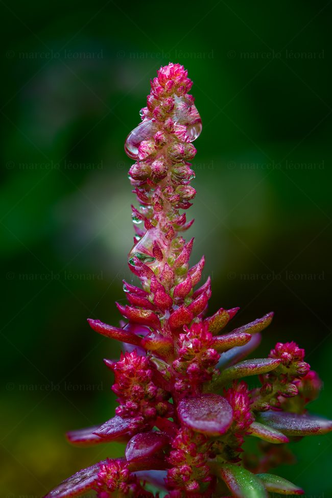 18 plant nature wild flower macrophotography marcelo leonard