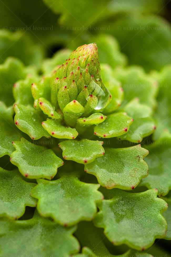 19 plant nature wild flower macrophotography marcelo leonard