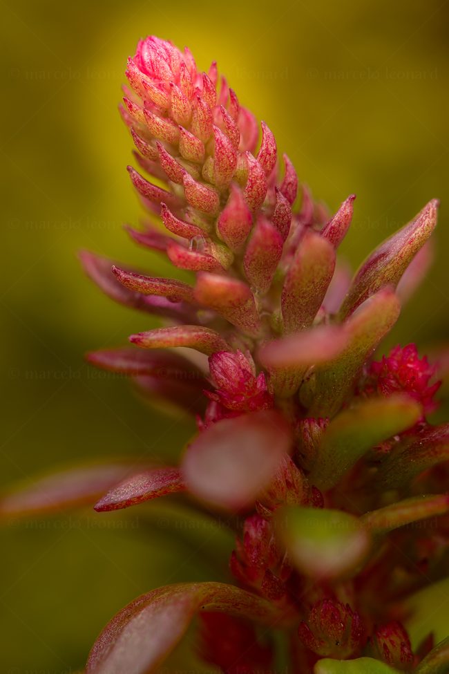 20 plant nature wild flower macrophotography marcelo leonard