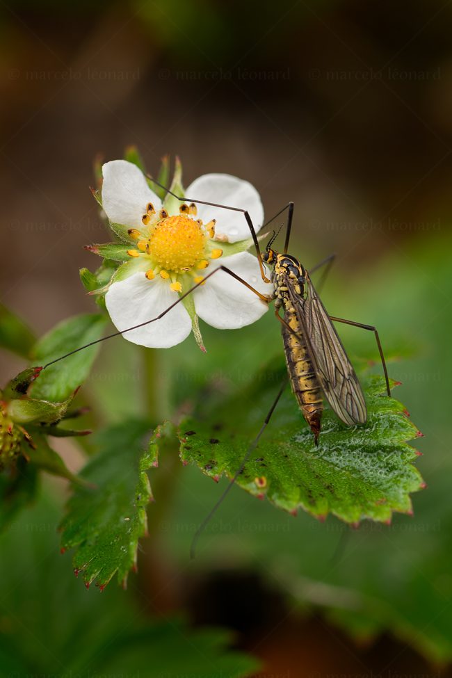 21 plant nature wild flower macrophotography marcelo leonard