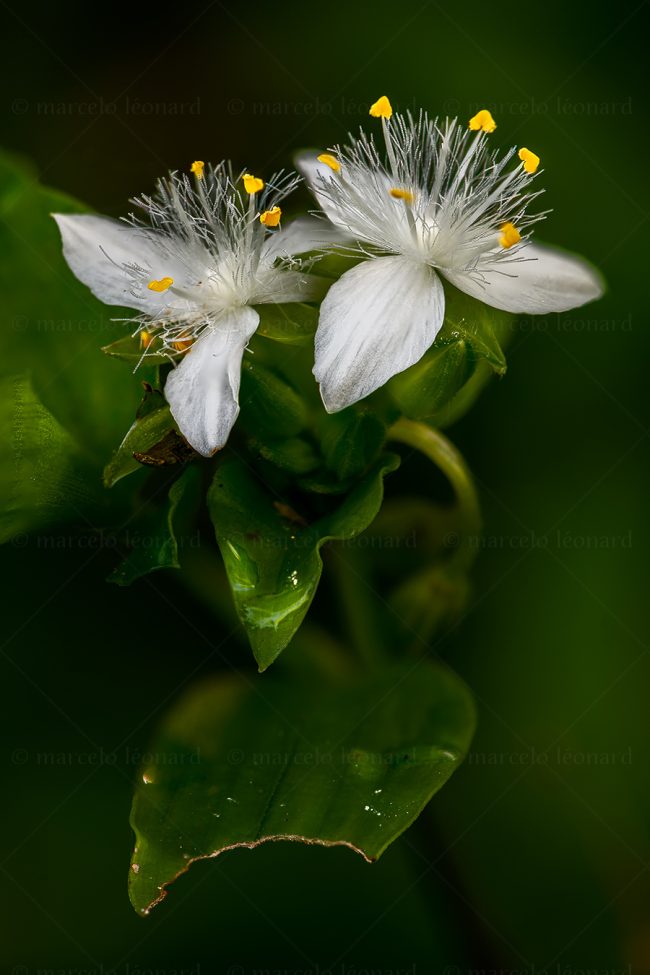 22 plant nature wild flower macrophotography marcelo leonard