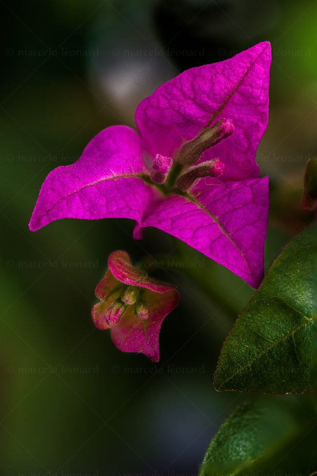 23 plant nature wild flower macrophotography marcelo leonard