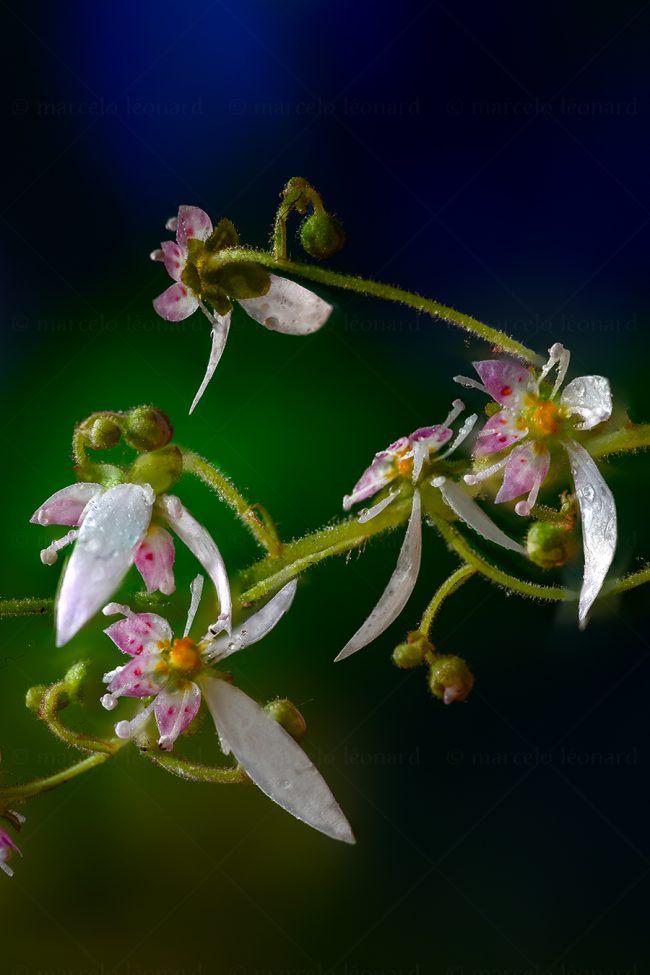 24 plant nature wild flower macrophotography marcelo leonard