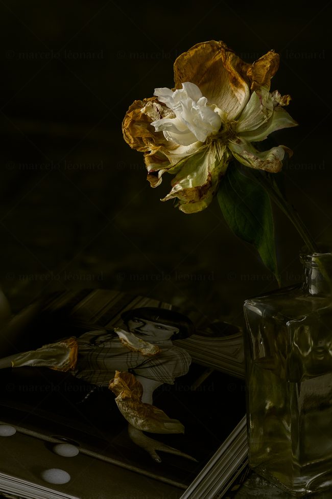 03 flowers whitered decay still life studio lighting bouquet memories nostalgia mindfulness marcelo leonard