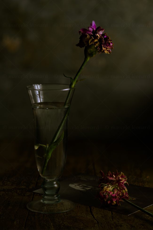 04 flowers whitered decay still life studio lighting bouquet memories nostalgia mindfulness marcelo leonard