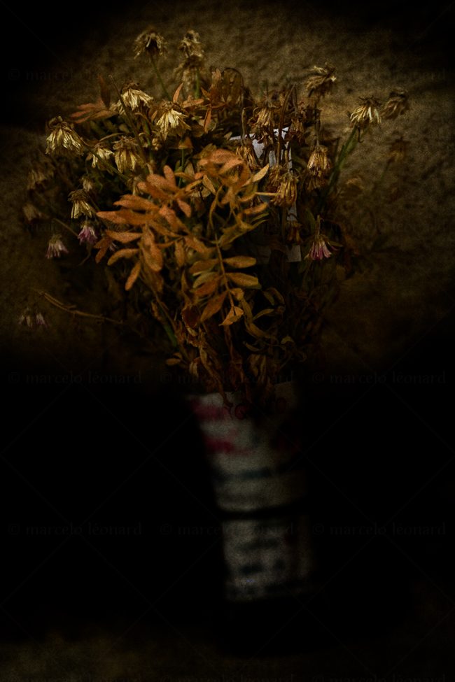 06flowers whitered decay still life studio lighting bouquet memories nostalgia mindfulness marcelo leonard