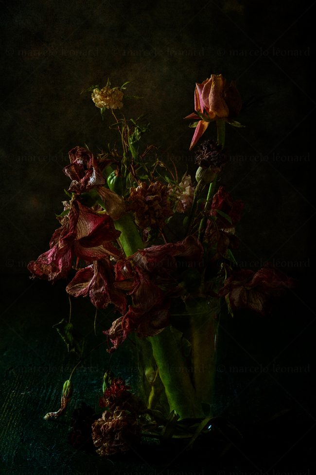 07 flowers whitered decay still life studio lighting bouquet memories nostalgia mindfulness marcelo leonard