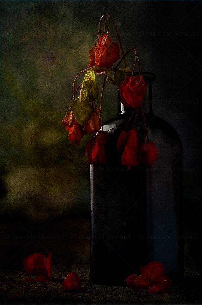 08 flowers whitered decay still life studio lighting bouquet memories nostalgia mindfulness marcelo leonard