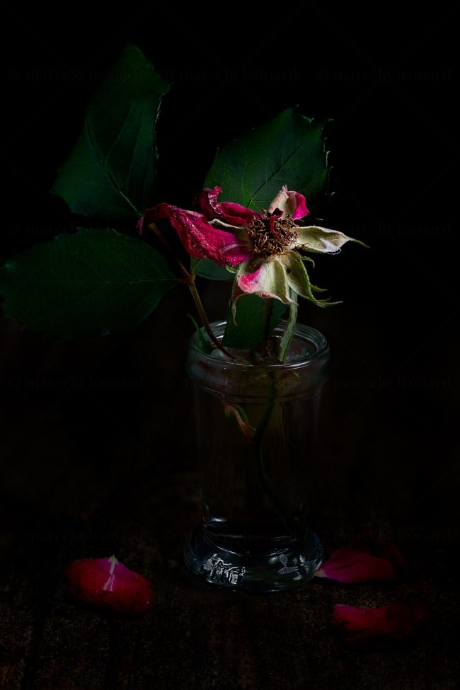 09 flowers whitered decay still life studio lighting bouquet memories nostalgia mindfulness marcelo leonard