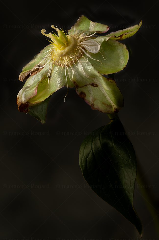 12 flowers whitered decay still life studio lighting bouquet memories nostalgia mindfulness marcelo leonard