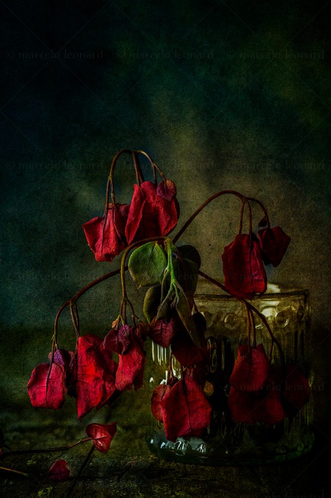 13 flowers whitered decay still life studio lighting bouquet memories nostalgia mindfulness marcelo leonard