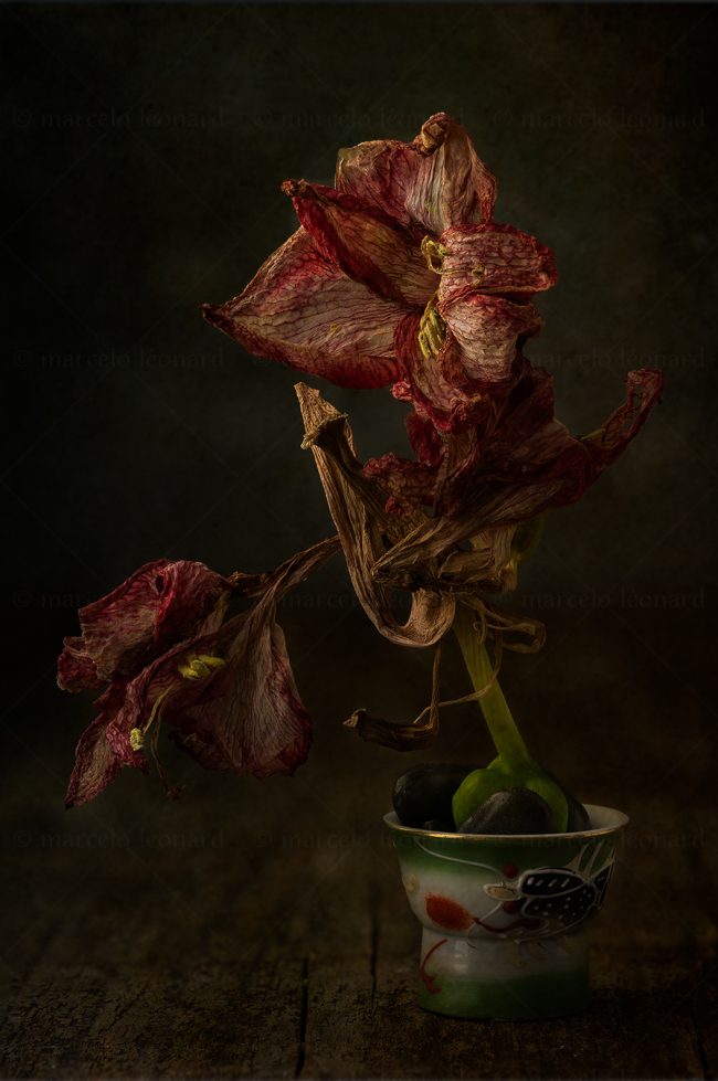 15 flowers whitered decay still life studio lighting bouquet memories nostalgia mindfulness marcelo leonard