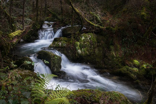river longexposure creek nature fern wild waters nature mindfulness marcello leonard fern