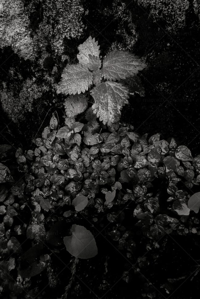 04 nature grass nettle wall marcelo leonard