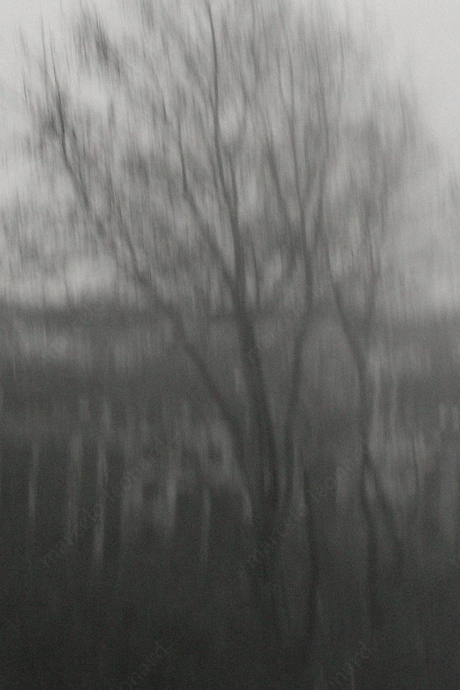 08 nature tree fog blurred decay broken conceptual photograph marcelo leonard