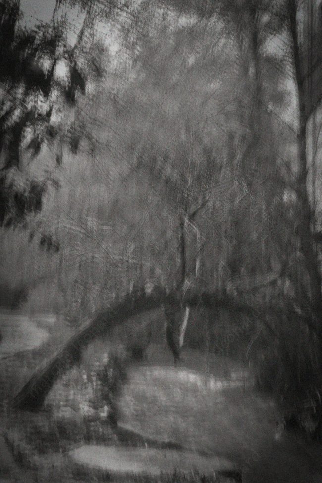09 nature tree river blurred decay broken conceptual photograph marcelo leonard