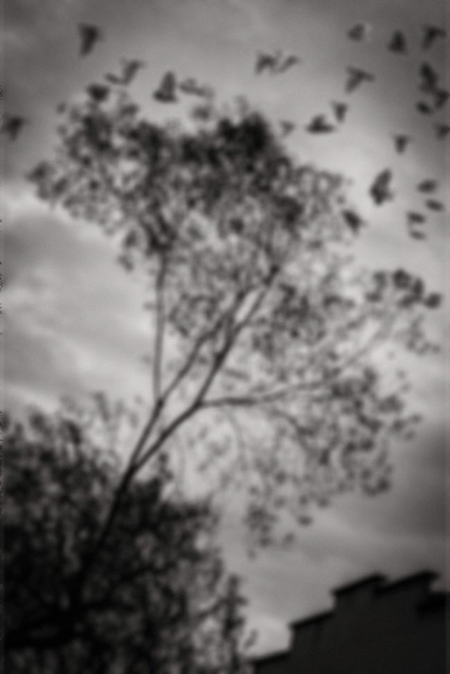 10 nature tree bird clouds decay broken conceptual photograph marcelo leonard