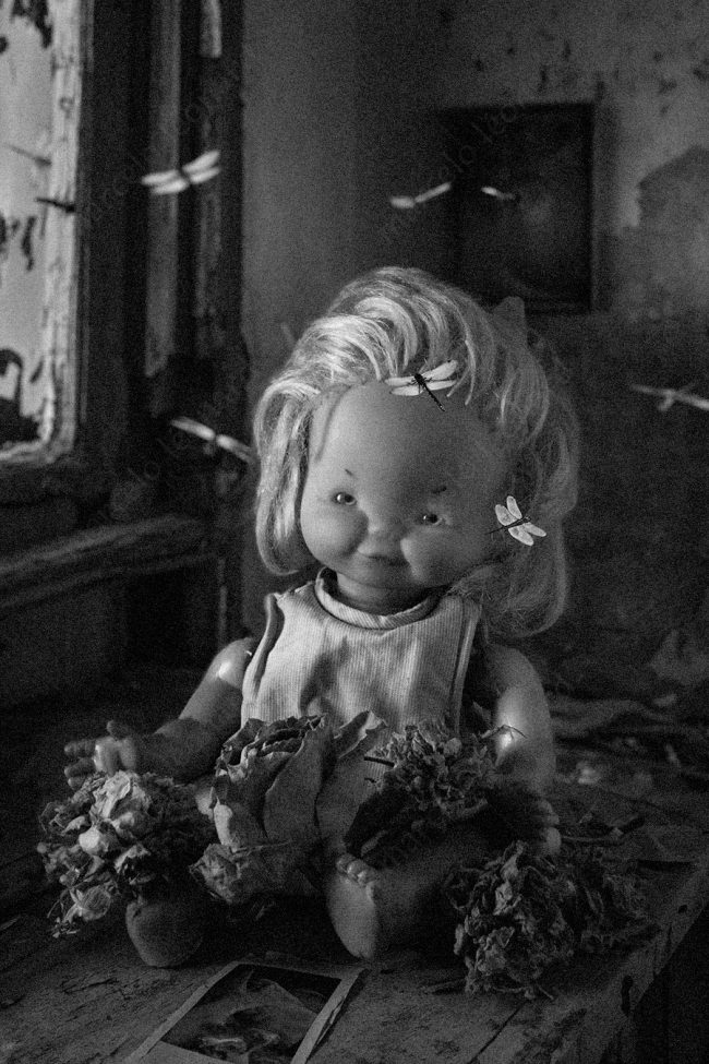 20 doll flower decay window dragonfly decay broken conceptual photograph marcelo leonard