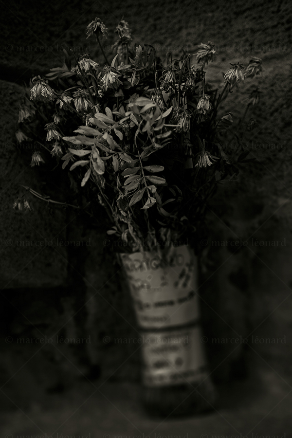 01c decay flowers withered mourning darkmood marcelo leonard