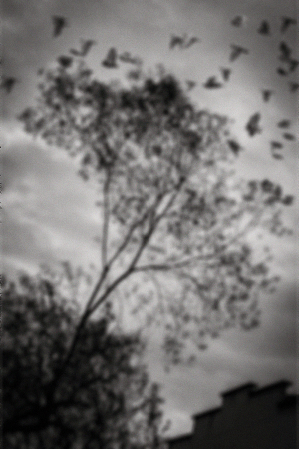 04 c nature tree bird clouds decay broken conceptual photograph marcelo leonard
