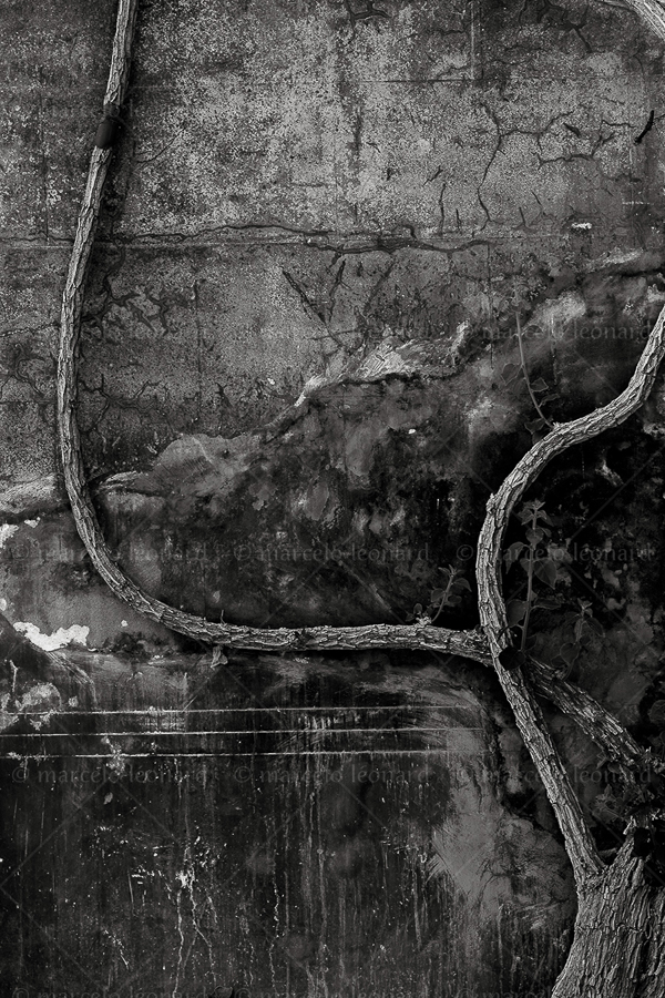 07 c photography conceptual surrealism darkmood oneiric black and white dreamlike decay wall root marcelo leonard
